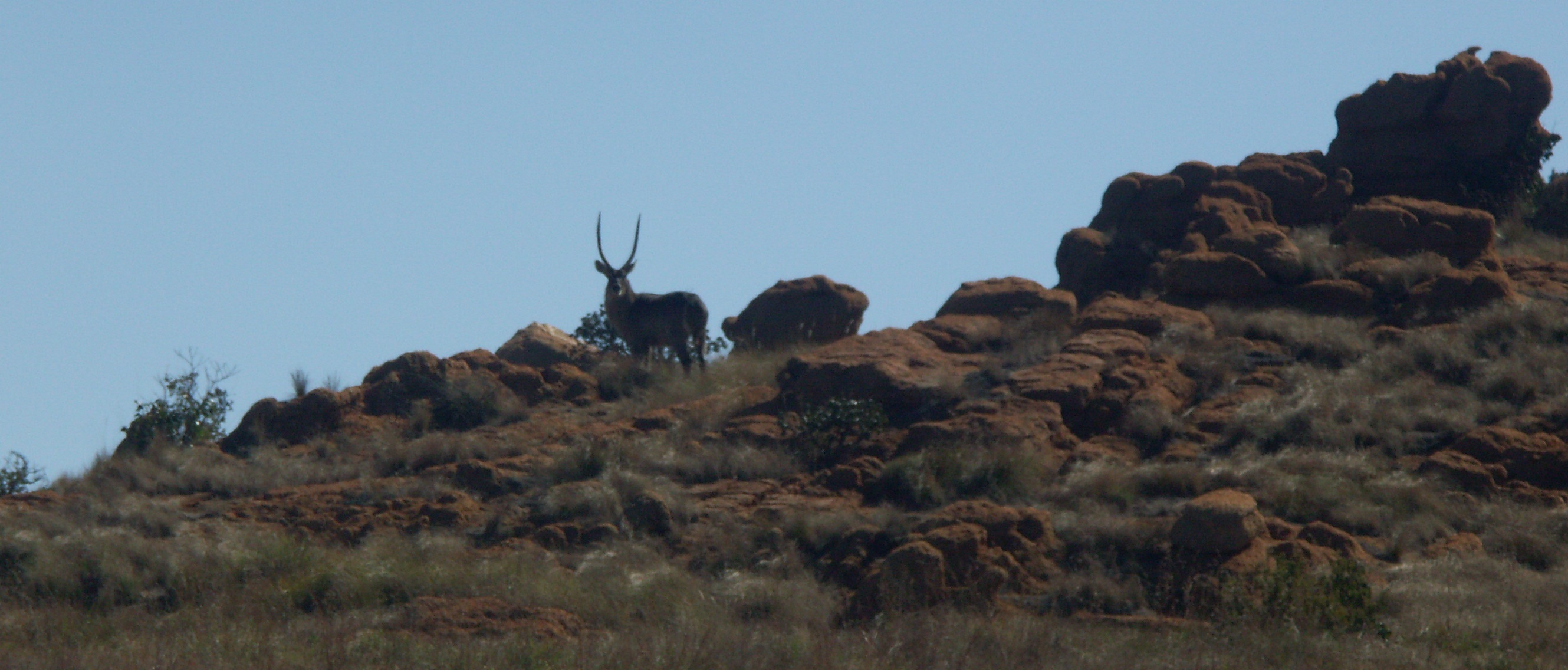 Image of Ellipsen Waterbuck