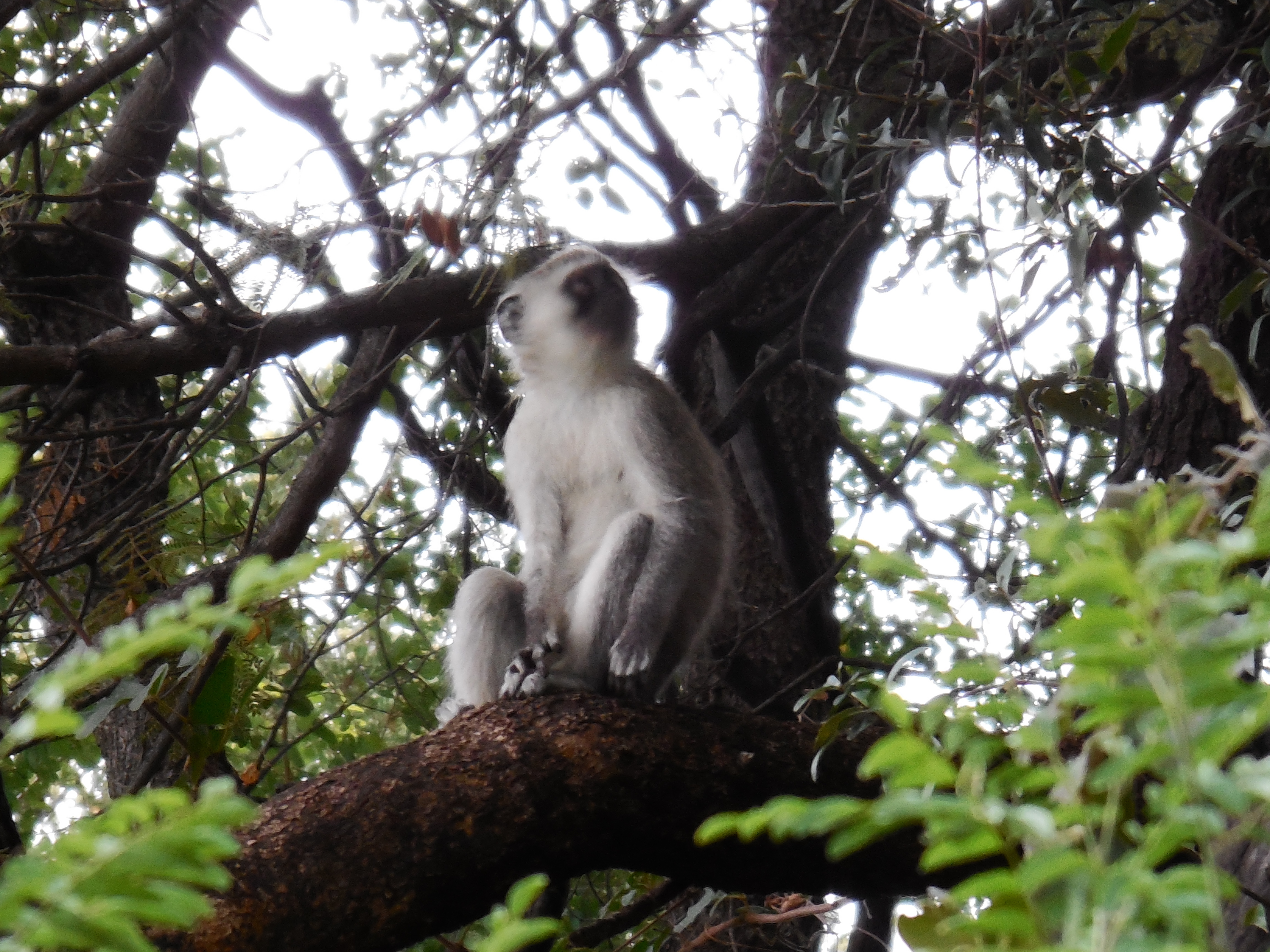 Image of Vervet Monkey