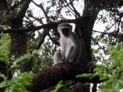 Image of Vervet Monkey