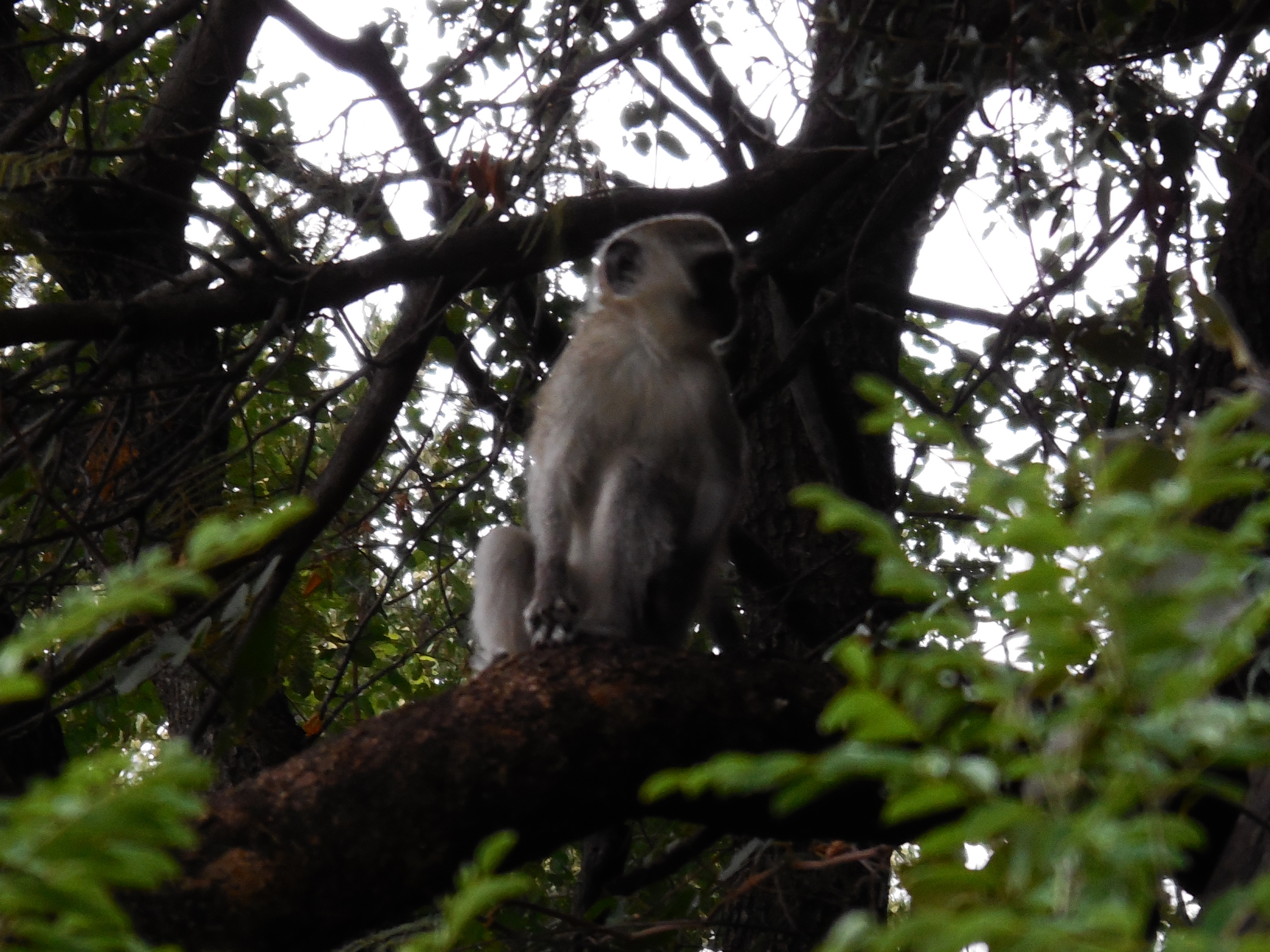 Image of Vervet Monkey