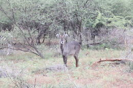 Image of Ellipsen Waterbuck