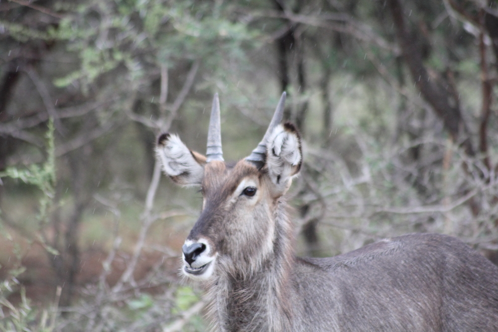 Image of Ellipsen Waterbuck