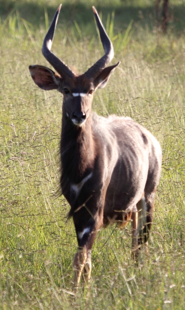 Image of Bushbuck