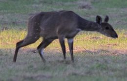 Image of Bushbuck