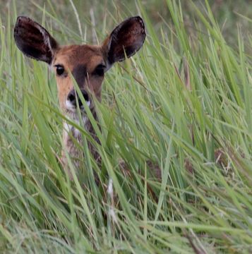 Image of Bushbuck