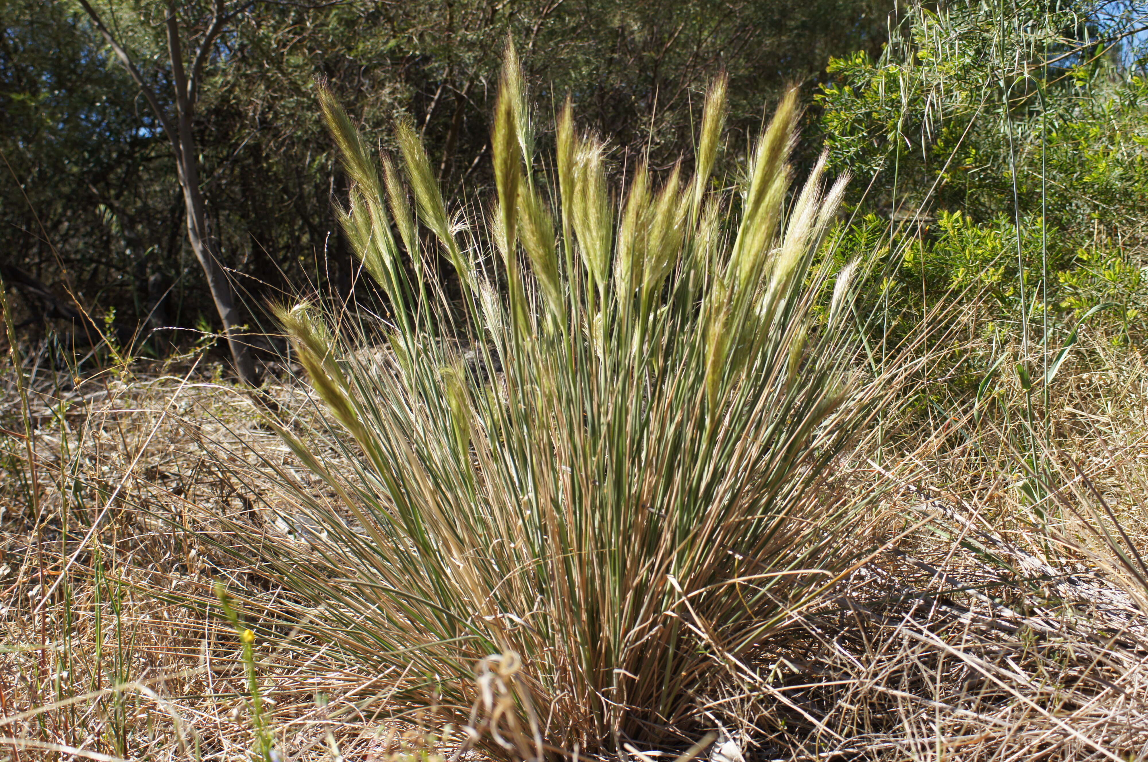 Image of Austrostipa densiflora (Hughes) S. W. L. Jacobs & J. Everett