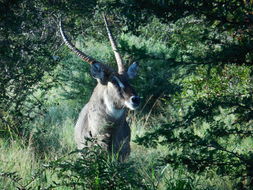 Image of Ellipsen Waterbuck