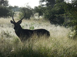 Image of Ellipsen Waterbuck