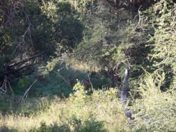 Image of Bushbuck