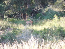 Image of Bushbuck