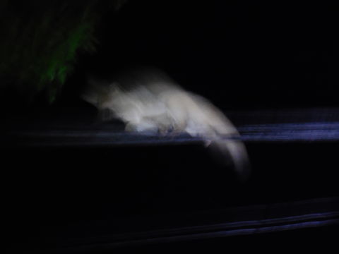 Image of Greater galago