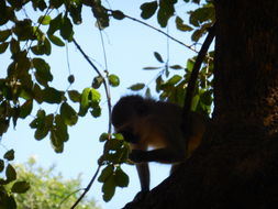 Image of Vervet Monkey