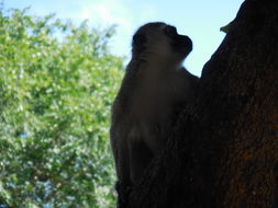 Image of Vervet Monkey