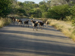 Image of African Hunting Dog