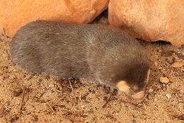 Image of Cape Golden Mole