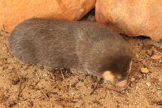 Image of Cape Golden Mole