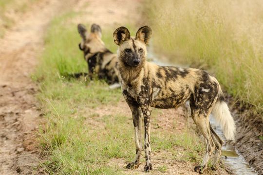 Image of African wild dog -- African Wild Dog