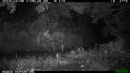 Image of Bushbuck