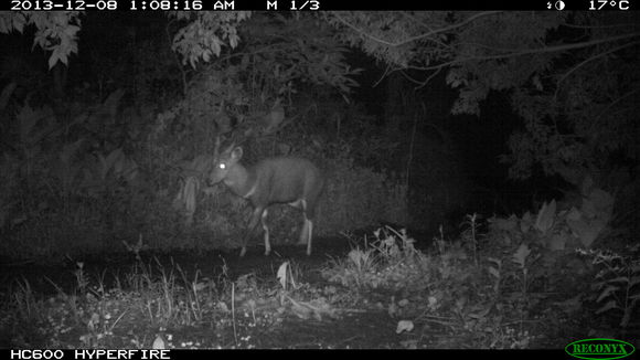 Image of Bushbuck