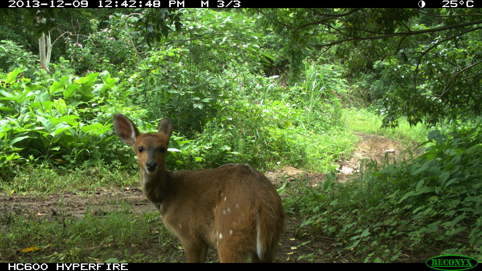 Image of Bushbuck