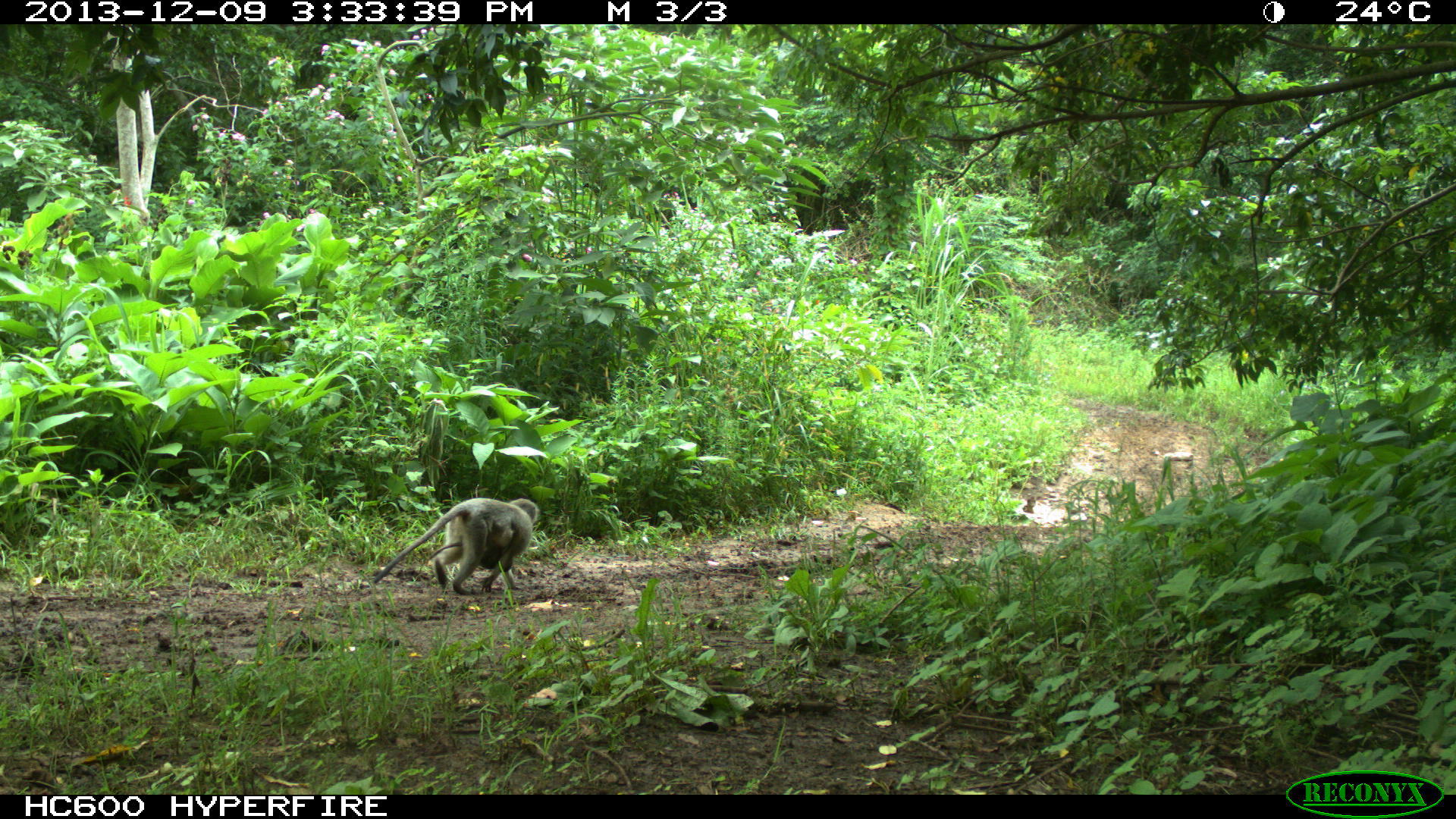 Image of Vervet Monkey