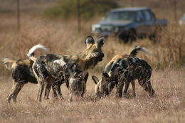 Image of African Hunting Dog