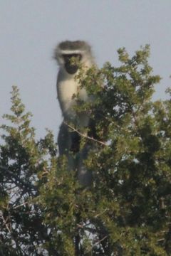 Image of Vervet Monkey