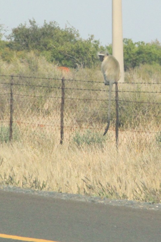 Image of Vervet Monkey