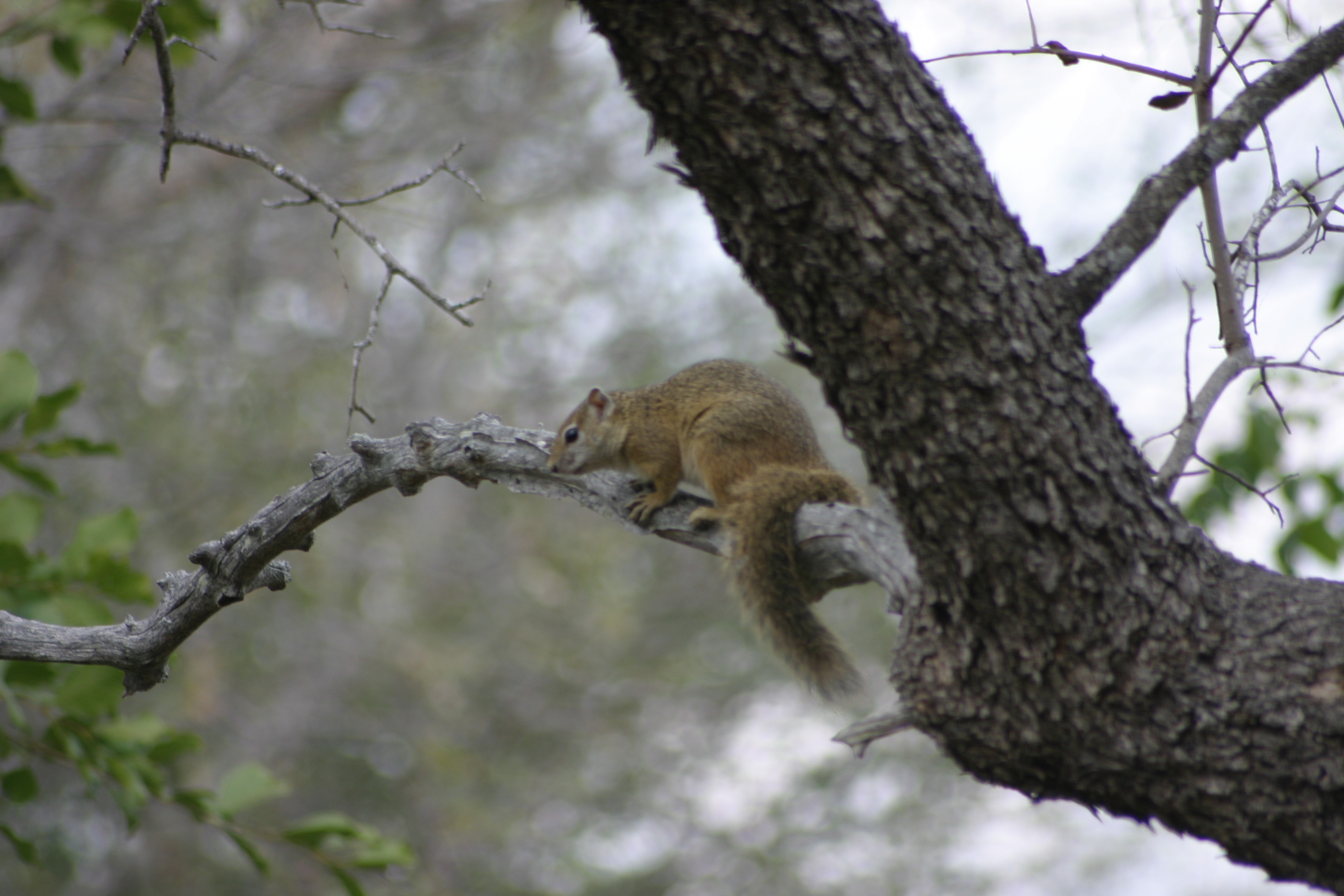 Paraxerus cepapi (A. Smith 1836)的圖片