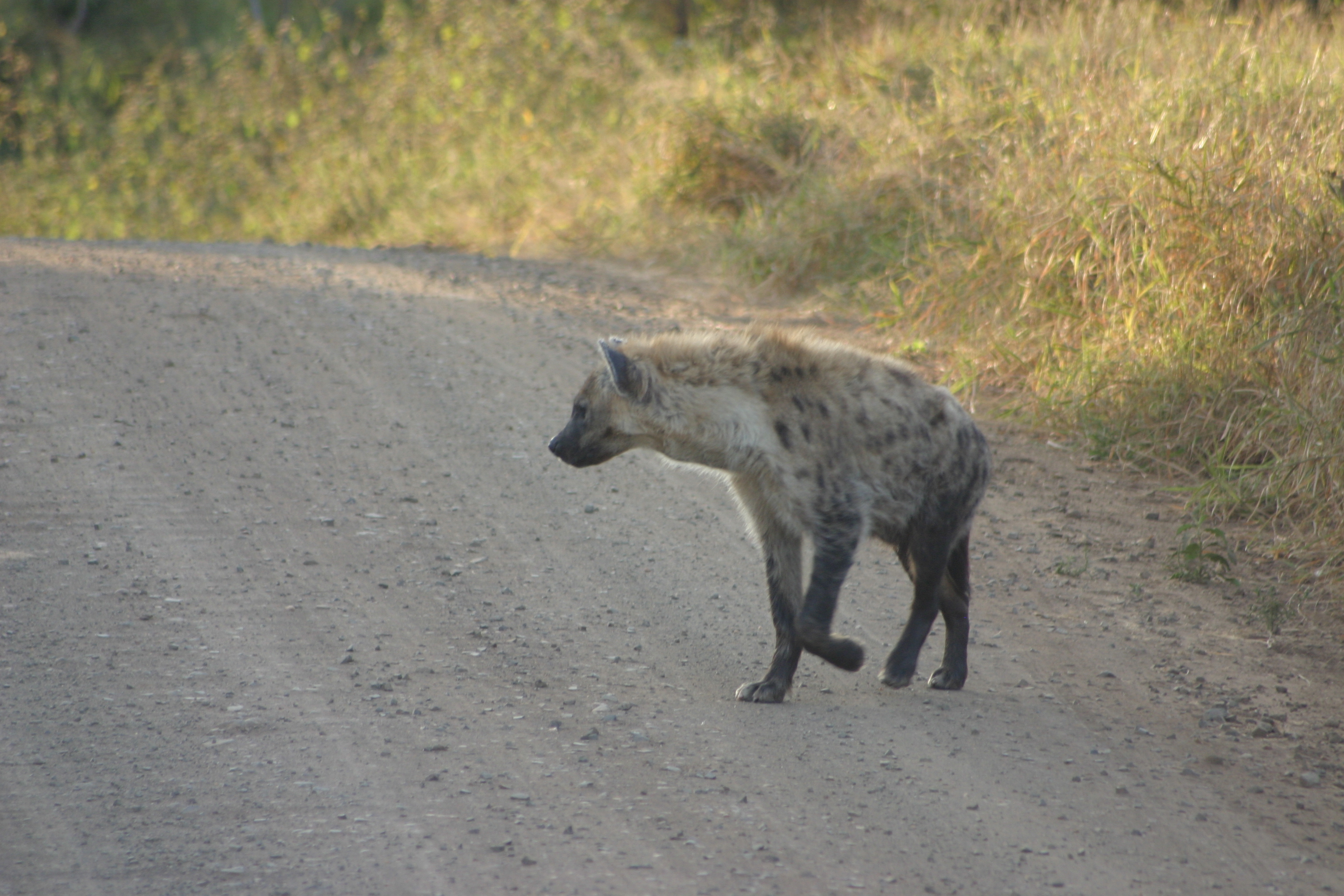 Image of Spotted Hyaenas