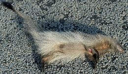 Image of Egyptian Mongoose