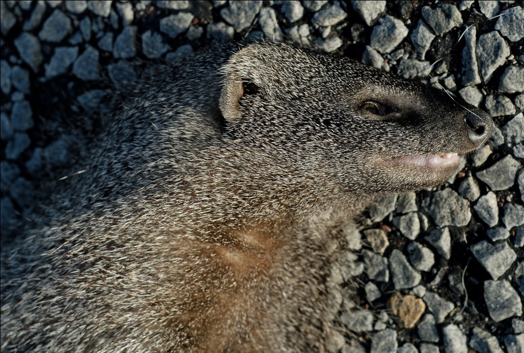 Image of Egyptian Mongoose