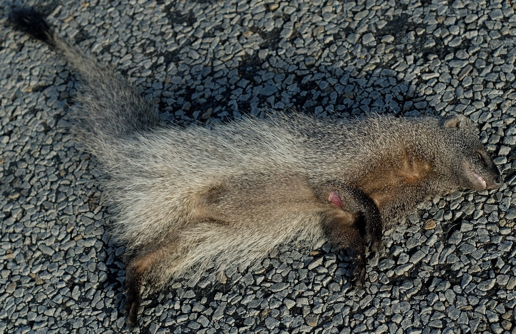 Image of Egyptian Mongoose