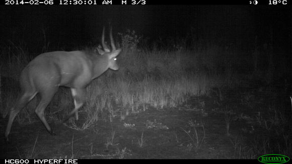 Image of Bushbuck