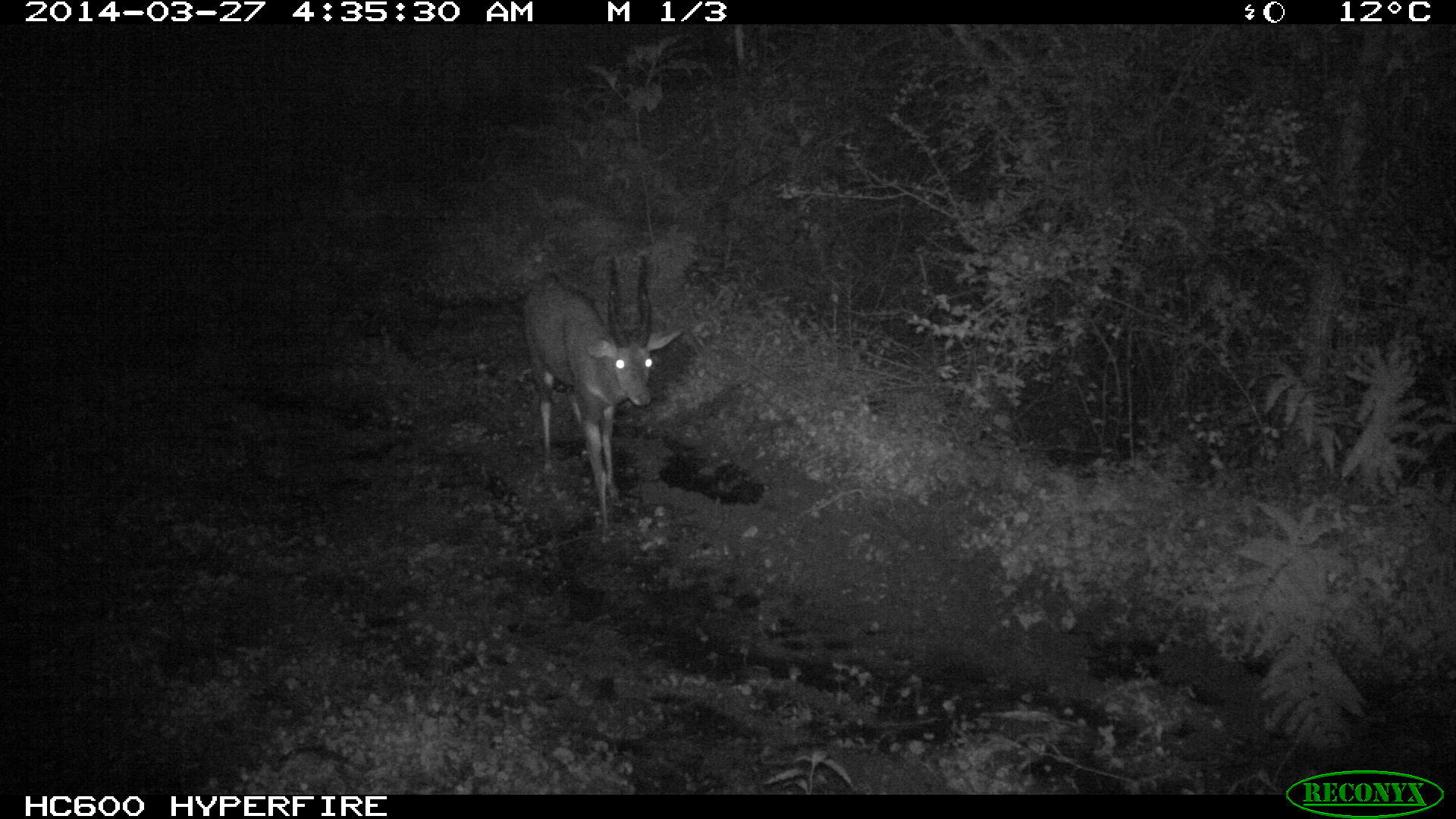 Image of Bushbuck