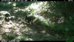 Image of Bush-pig