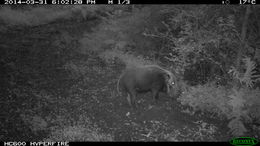 Image of Bush-pig