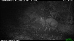 Image of Bushbuck