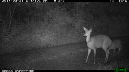 Image of Bushbuck