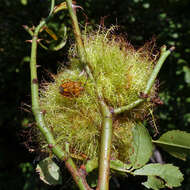 Image of Mossy Rose Gall Wasp