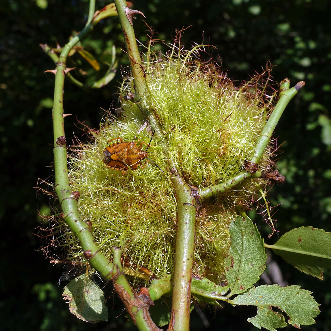 Image de Cynips du rosier