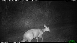 Image of Bushbuck