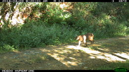 Image of Caracals