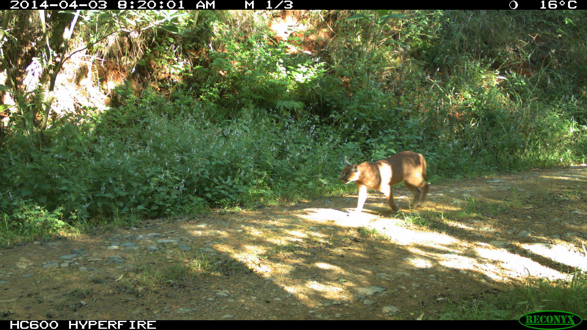 Image of Caracals