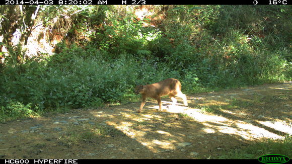 Image of Caracals