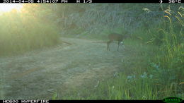 Image of Bushbuck