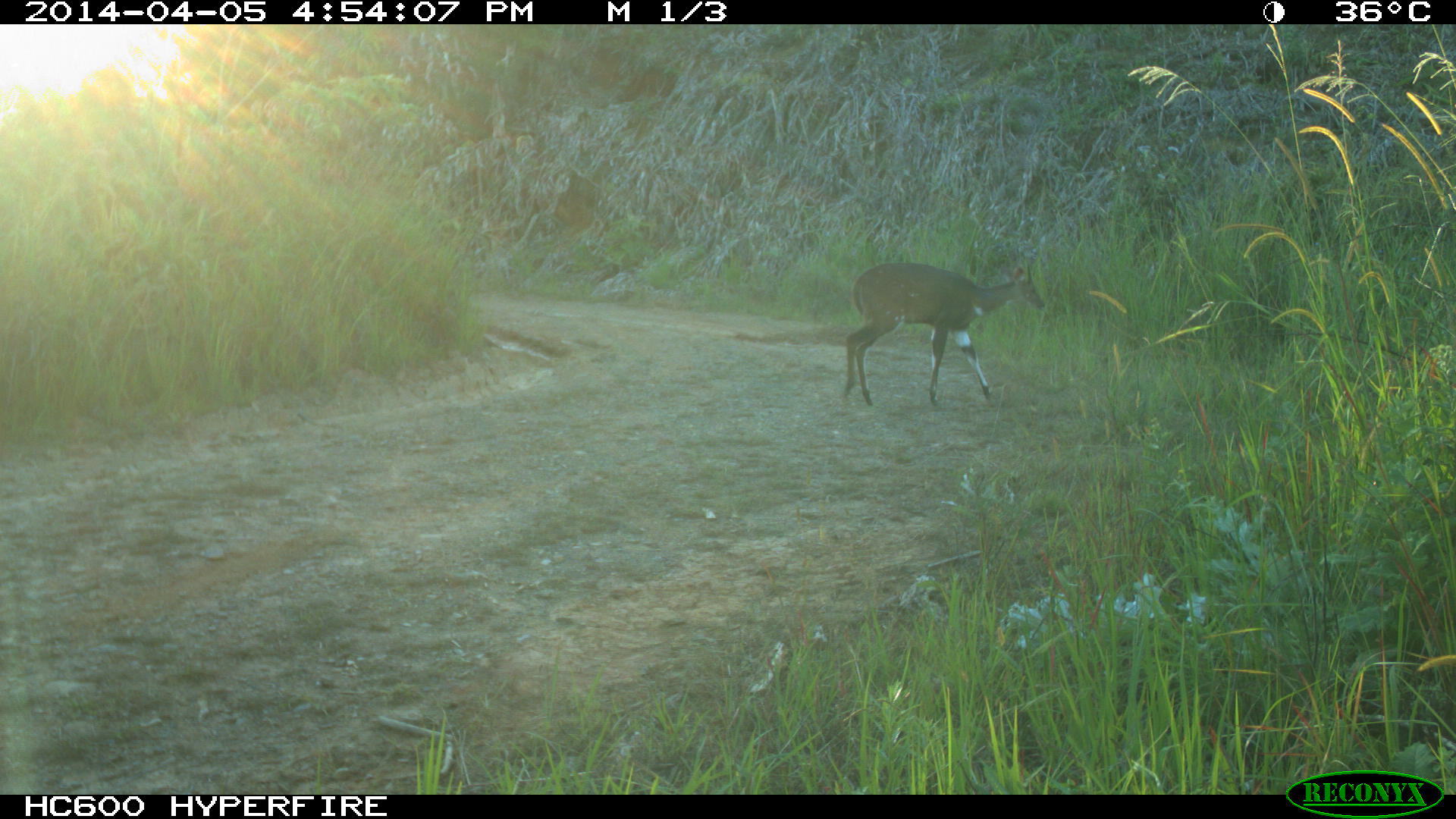 Image of Bushbuck