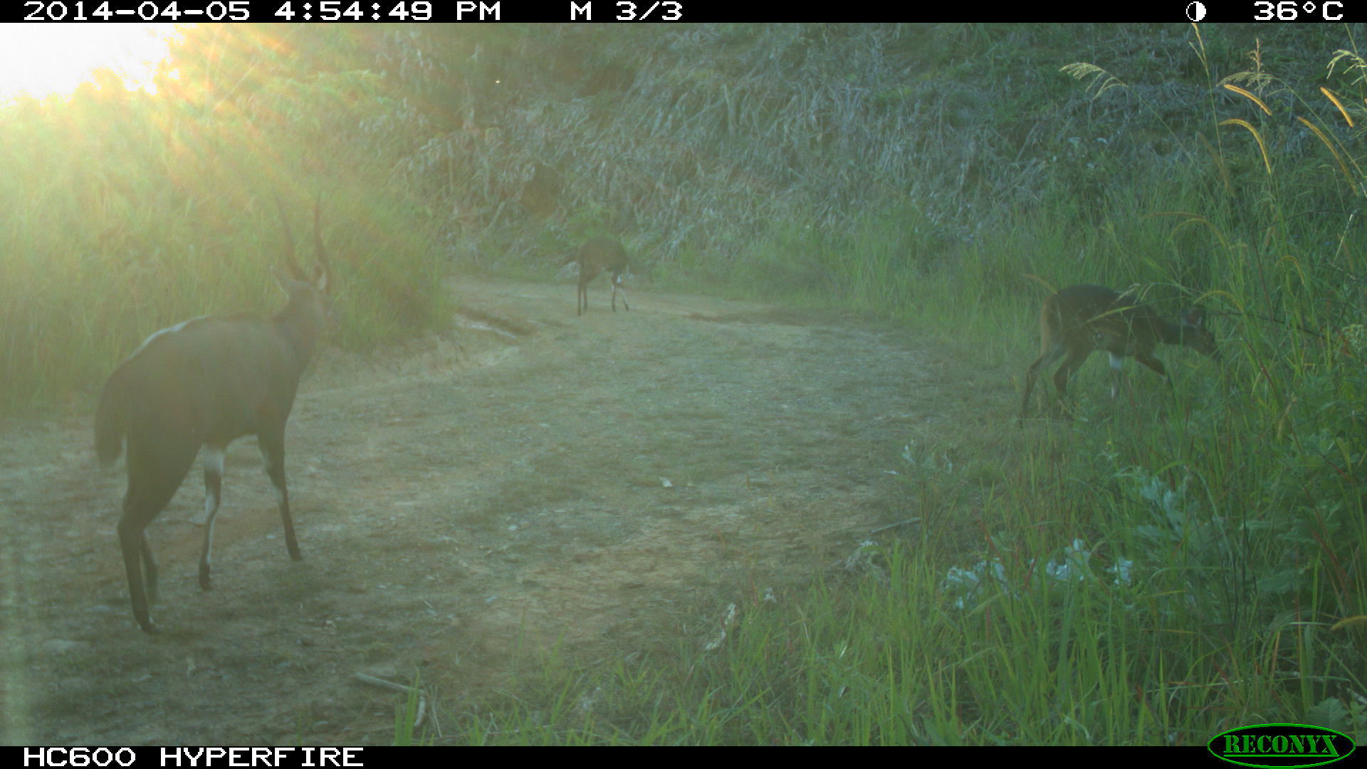 Image of Bushbuck