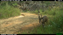 Image of Bushbuck