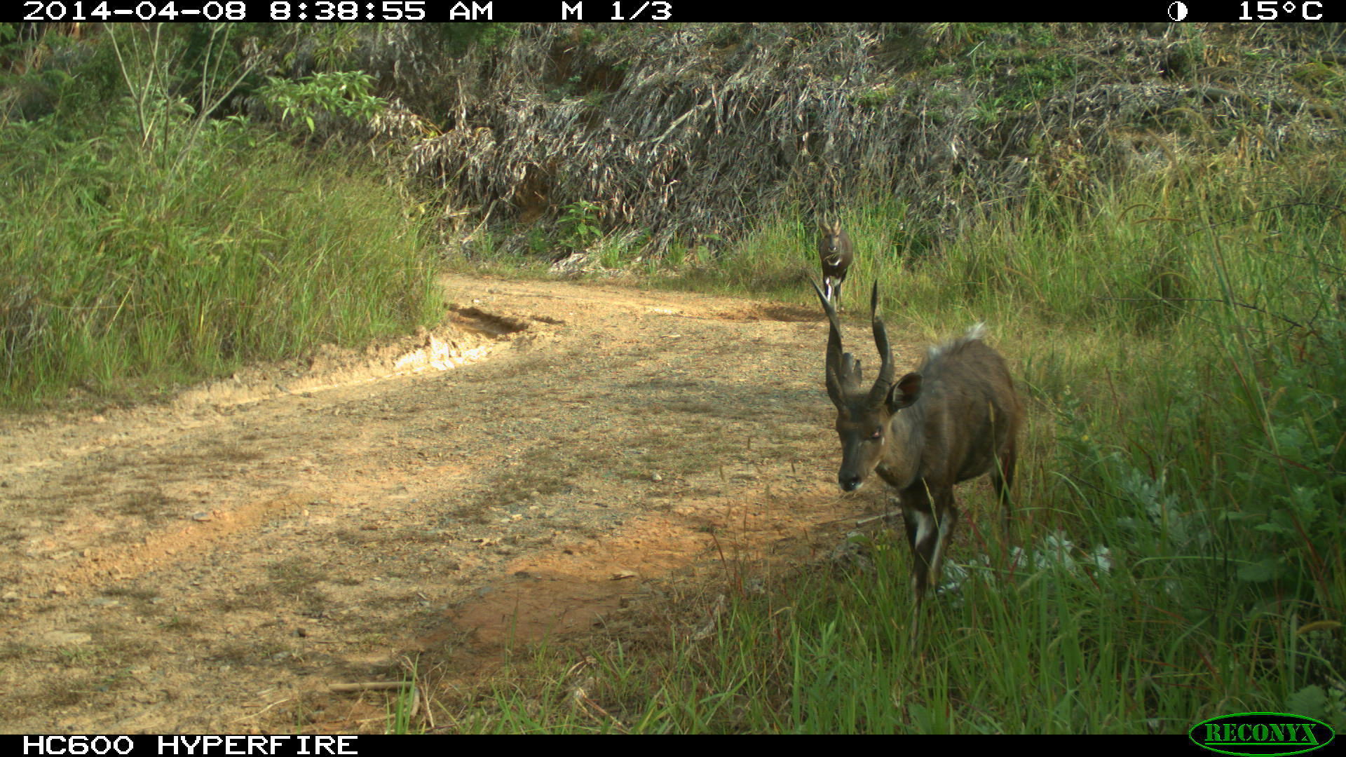 Image of Bushbuck